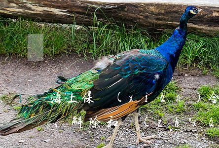 海上保險(xiǎn)合同的訂立、解除和轉(zhuǎn)讓